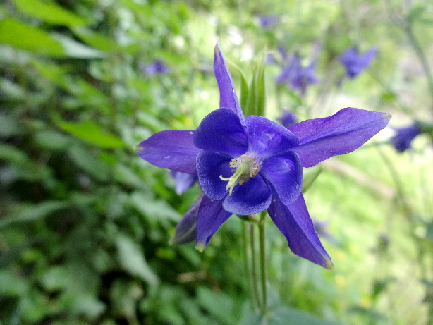 Akalei / Aquilegia