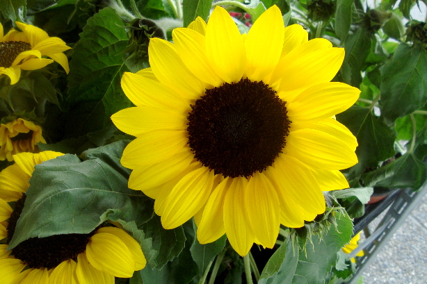 Sonnenblume / Helianthus