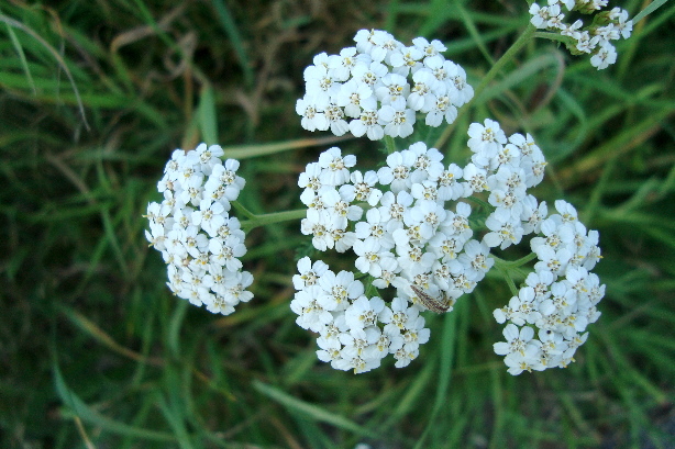 Schafgarbe / Achillea millefolium