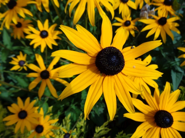 Sonnenhut Goldsturm / Rudbeckia fulgida var. Sullivantii
