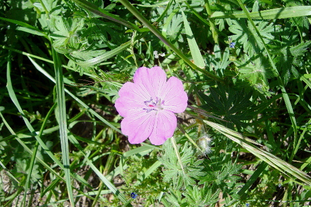 Blutroter Storchenschnabel / Geranium Sanguineum, Geraniaceae