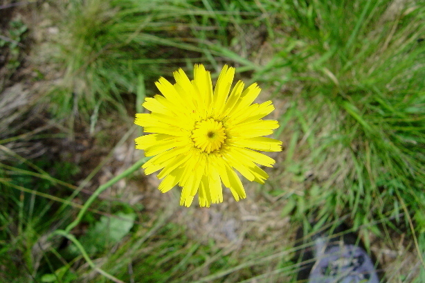 Kleines Habichtskraut / Hieratium piosella, Cichoriaceae