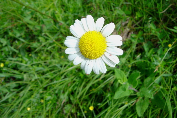 Echte Kamille / Matriciana chamomilla, Asteraceae