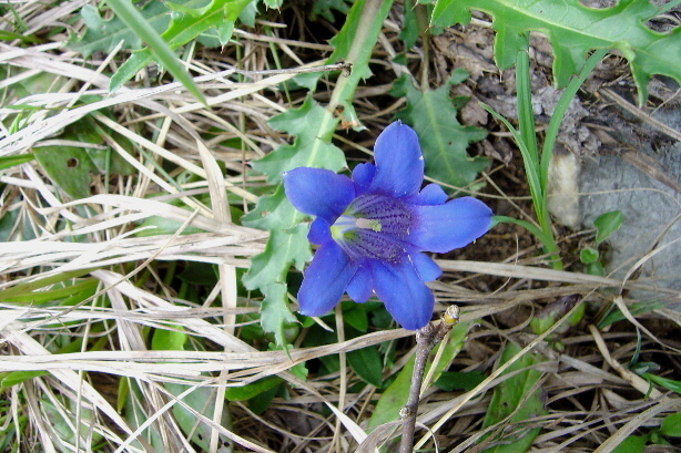 Frühlings-Enzian / Gentiana verna, Gentianaceae