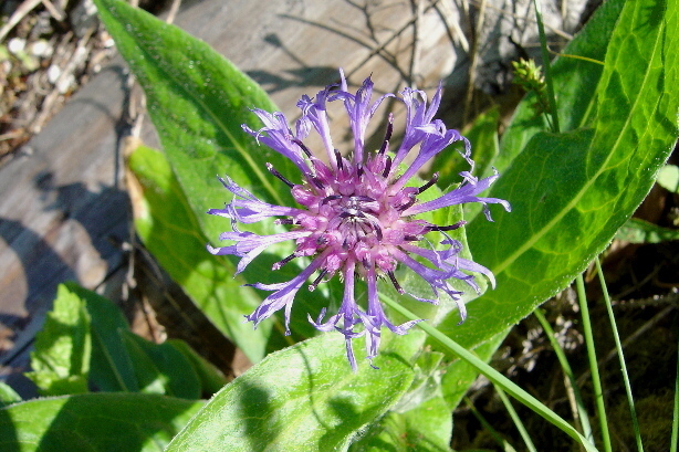 Berg-Flockenblume / Centaurea montana, Asteraceae
