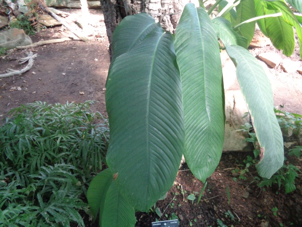 Efeututen / Scindapsus altissimus