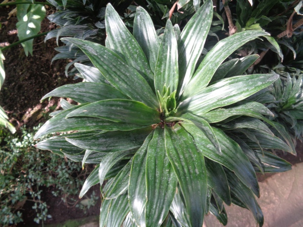 Dracaena fragrans