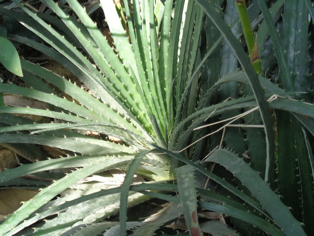 Guapilla / Hechtia glomerata