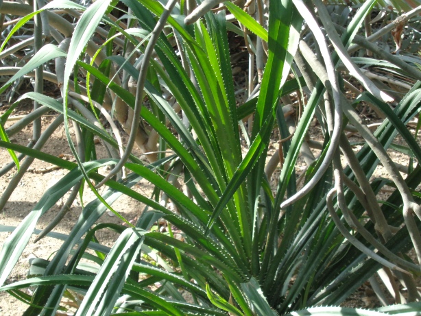 Schraubenbaumgewächse / Pandanaceae