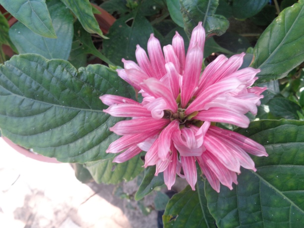Jakobinie, Jacobinia / Justicia carnea