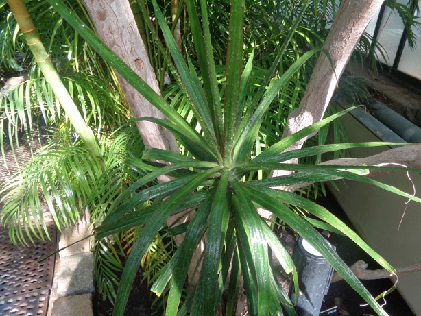 Gerandeter Drachenbaum / Dracaena Marginata
