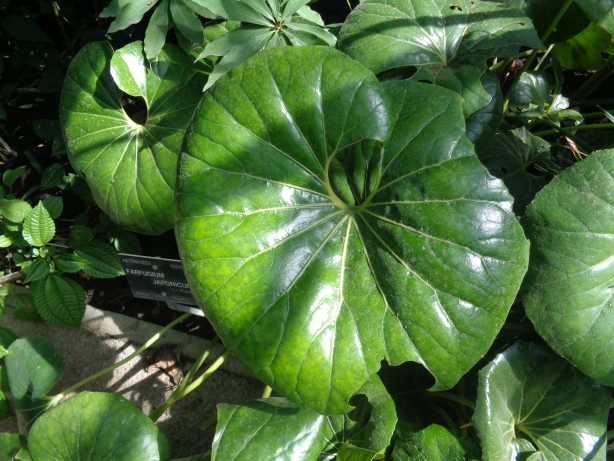 Kreuzkraut oder Japanischer Huflattich  / Farfugium japonicum