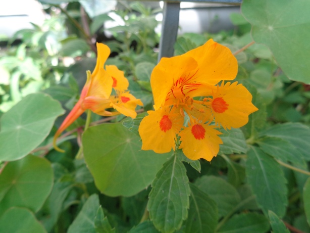 Japanische Kamelie / Camelia japonica