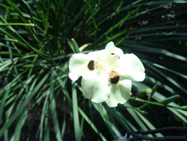 Gelbe Pfauenblume / Dietes bicolor