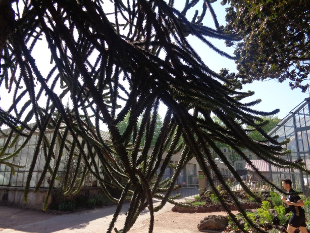 Chilenische Araukarie / Araucaria araucana
