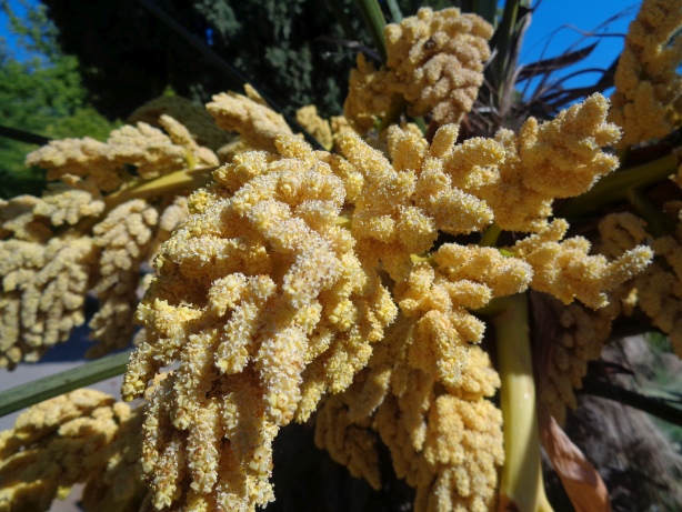 Wagnersche Hanf Palme / Trachycarpus wagnerianus