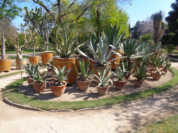 Echte Aloe / Aloe Vera