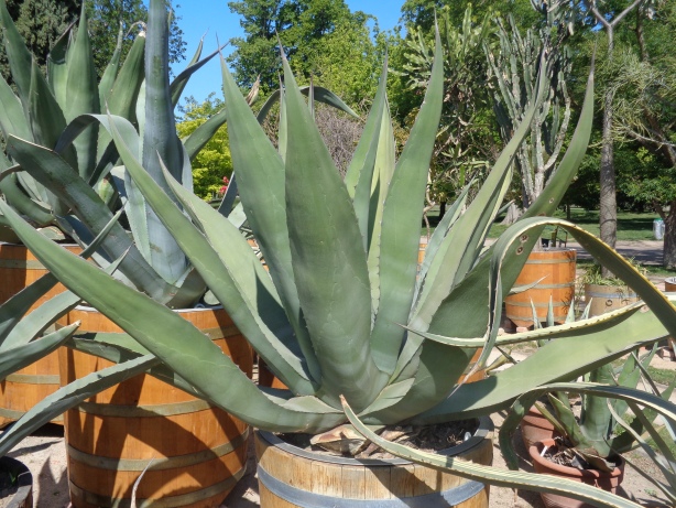 Echte Aloe / Aloe Vera