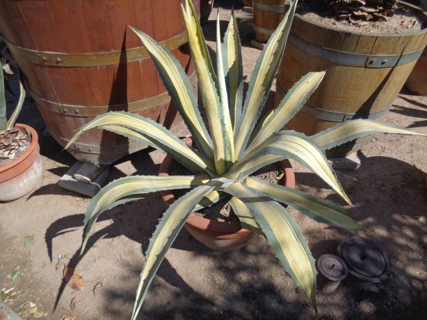 Agave