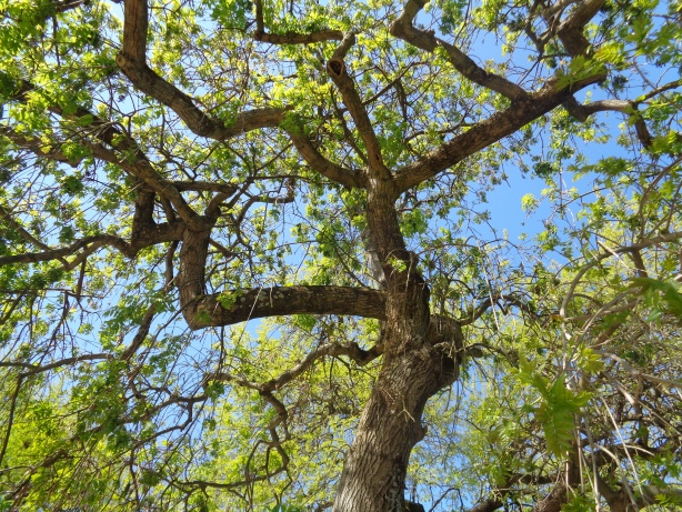 Gemeine Esche / Fraxinus Excelsior