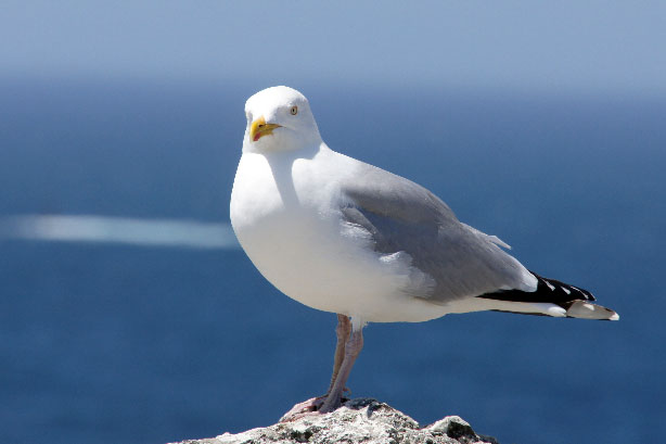 Möve - Pointe de Dinan