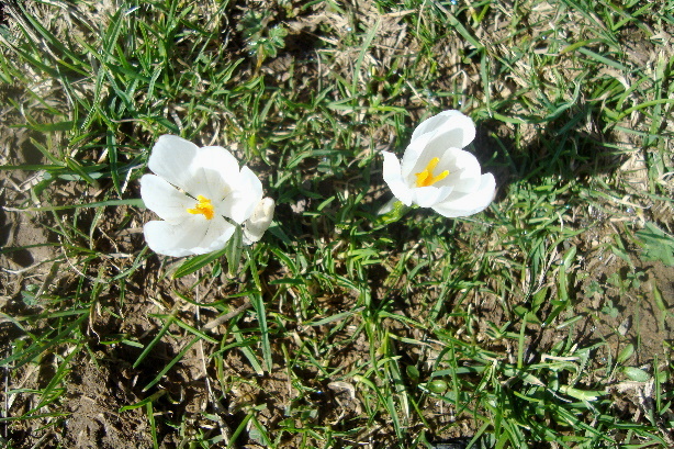 Krokusse