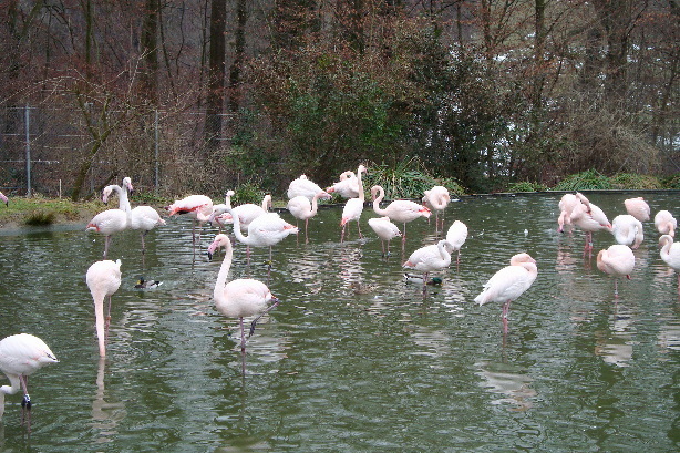 Flamingos