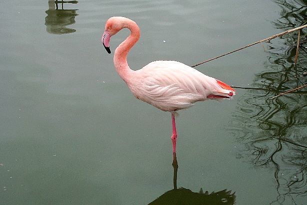 Flamingo