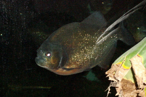 Piranha