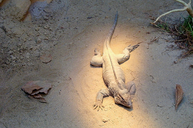 Nashornleguan