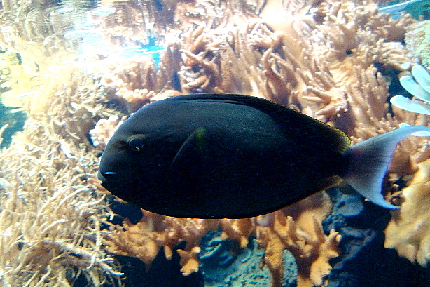 Gelbklingen Nashornfisch