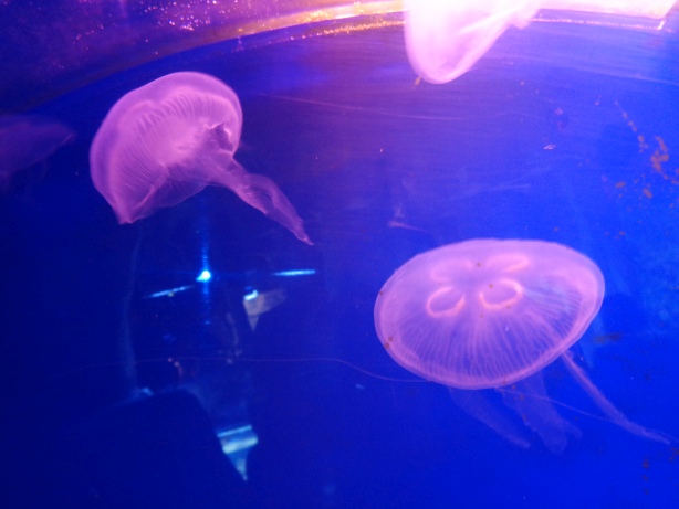 Jellyfish