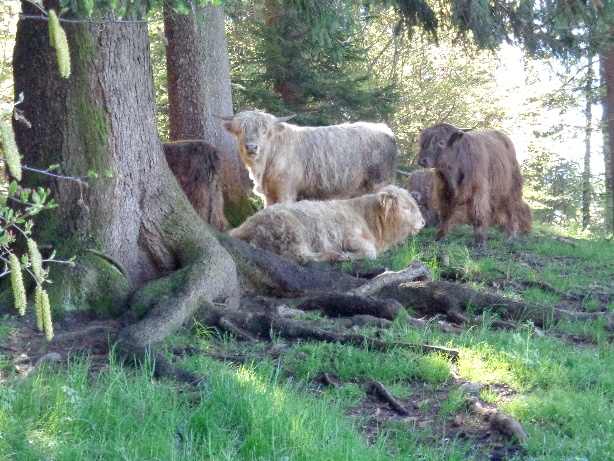 Highland cattle