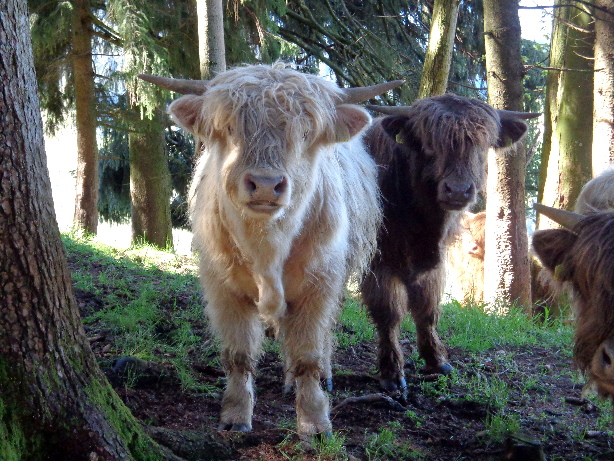 Highland cattle
