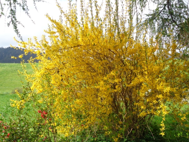 Forsythie / Forsythia