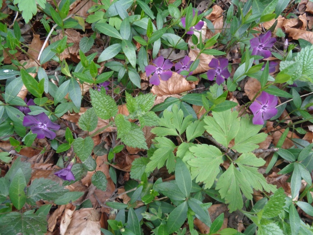 Violettes Immergrün / Vinca minor