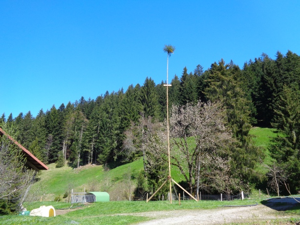 Maibaum