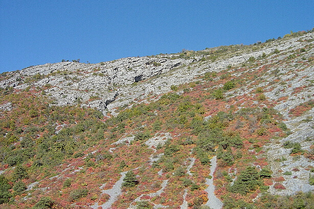 Herbstfärbung des Perückenstrauchs