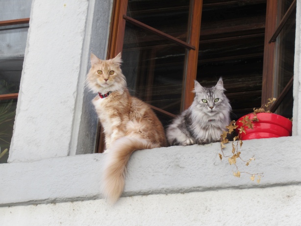 Katzen am Fenster