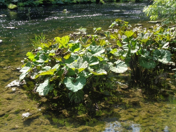 Gewöhnliche Pestwurz / Petasites hybridus