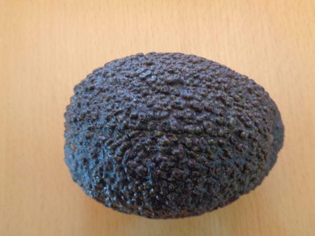 Eine Avocado