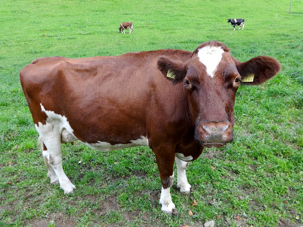 Swiss Fleckvieh