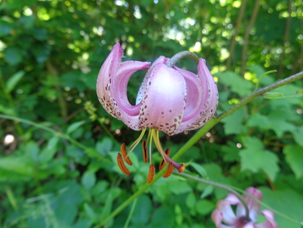 Türkenbund / Lilium martagon