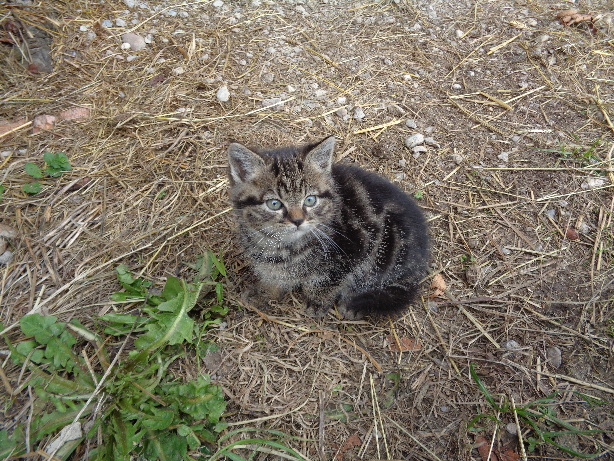 Kleine Katze