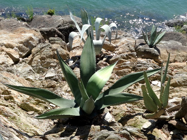 Echte Aloe / Aloe Vera