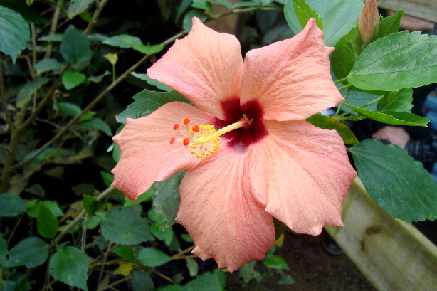 Hibiscus