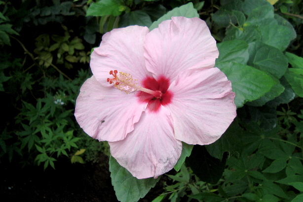 Hibiscus