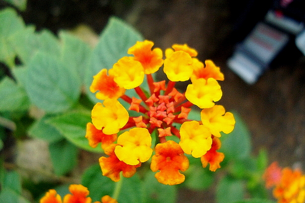 Spanish Flag or West Indian Lantana / Lantana Camara