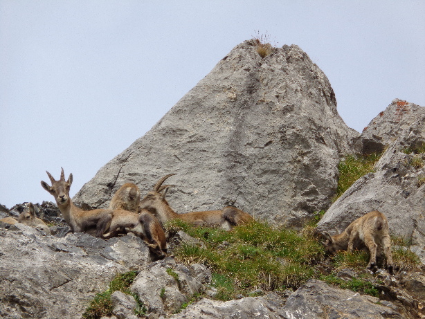 Steinböcke