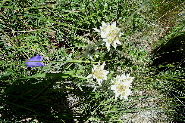 Edelweiss